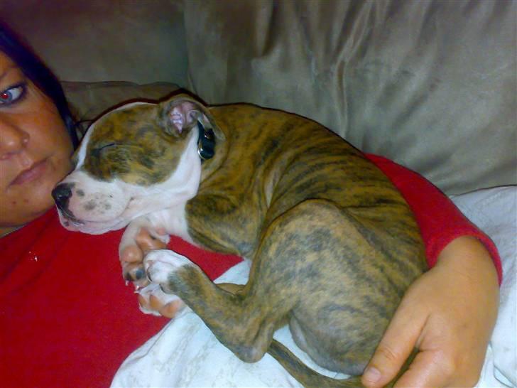 Amerikansk staffordshire terrier Ludvig - Mor siger godnat til Ludvig ca 10 uger gammel billede 3