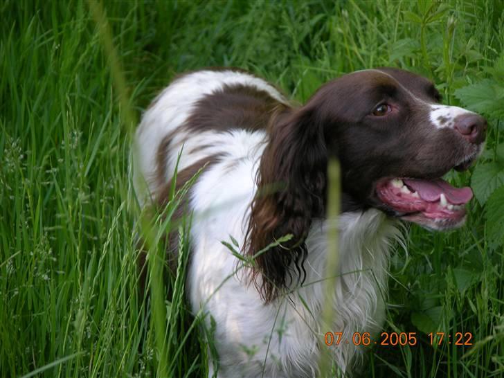 Field Trial spaniel Sille billede 1