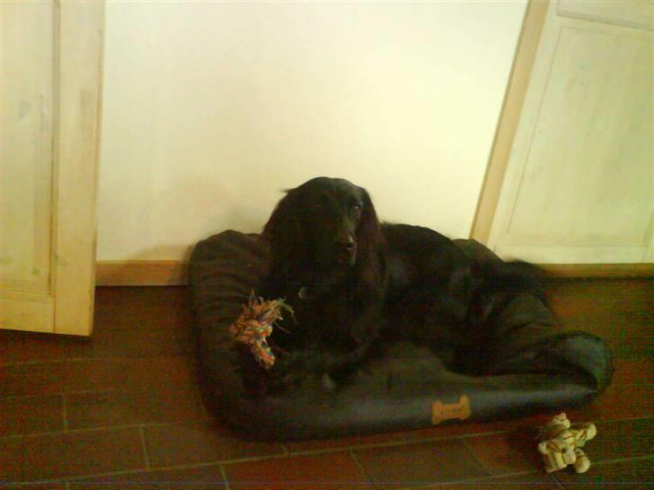 Flat coated retriever Mille - Mille Hjemme På Puden xP billede 2