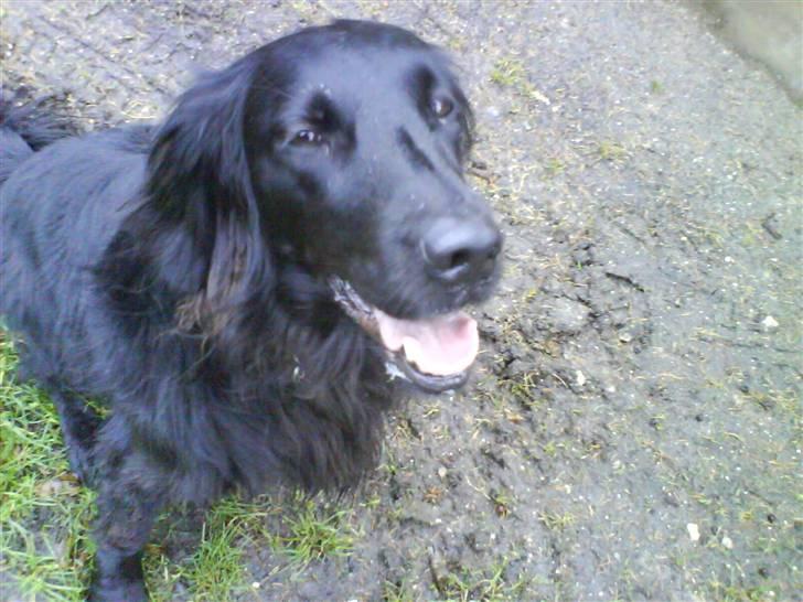 Flat coated retriever Mille - Wee Ude Og Gå Tur .. // Undskyld Kvaliteten // billede 3