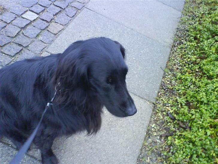 Flat coated retriever Mille - Hii Hii En Mus .. // Undskyld Kvaliteten // billede 4