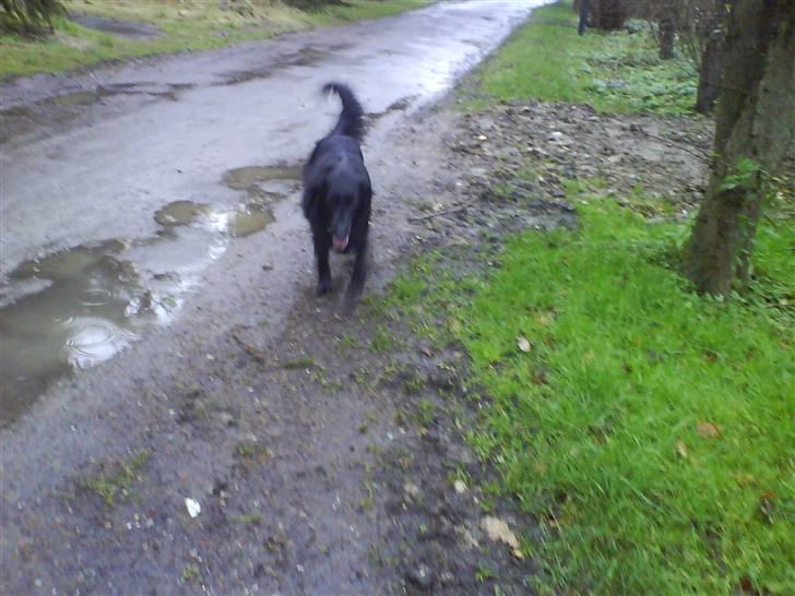 Flat coated retriever Mille - Wee .. " Må Jeg Komme Nu " < Spørger Mille xP // Undskyld Kvaliteten \\ billede 5