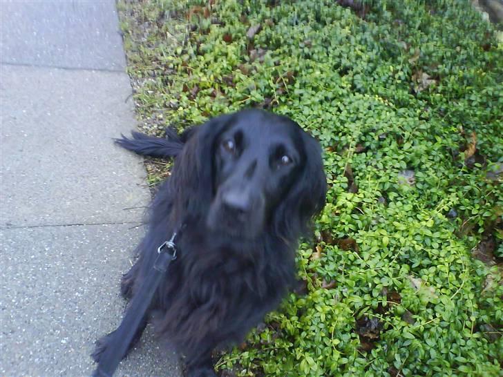 Flat coated retriever Mille - " hejsa ? " < Siger Mille // Undskyld Kvaliteten \\ billede 6