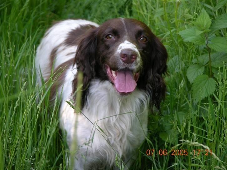 Field Trial spaniel Sille billede 2