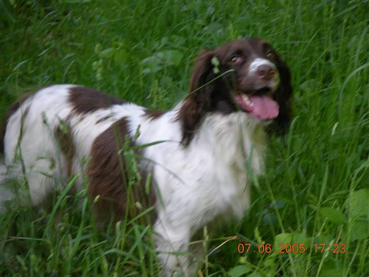 Field Trial spaniel Sille billede 3