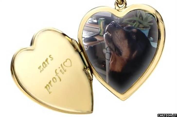 Rottweiler Zar<3 "kræft"(R.I.P)<'3 billede 1