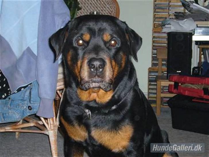 Rottweiler Zar<3 "kræft"(R.I.P)<'3 billede 3