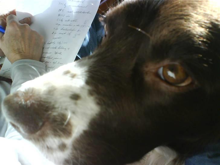 Field Trial spaniel Sille billede 4