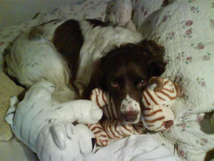 Field Trial spaniel Sille billede 5