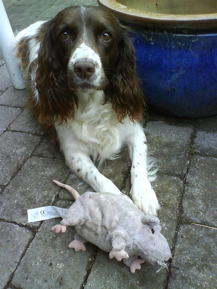 Field Trial spaniel Sille billede 6