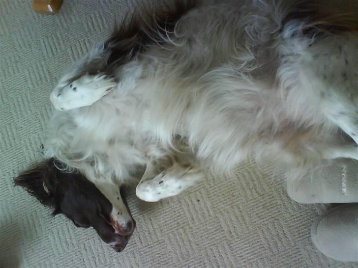 Field Trial spaniel Sille billede 7