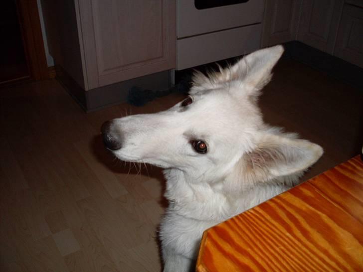 Hvid schæfer Silver billede 4