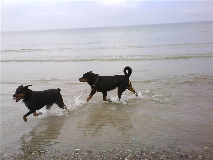 Rottweiler Zar<3 "kræft"(R.I.P)<'3 - basse billede 4