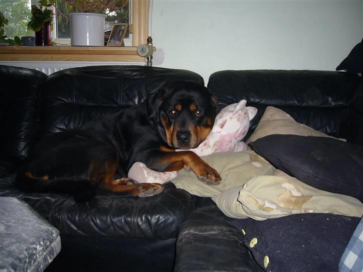 Rottweiler Zar<3 "kræft"(R.I.P)<'3 - putte putte billede 5
