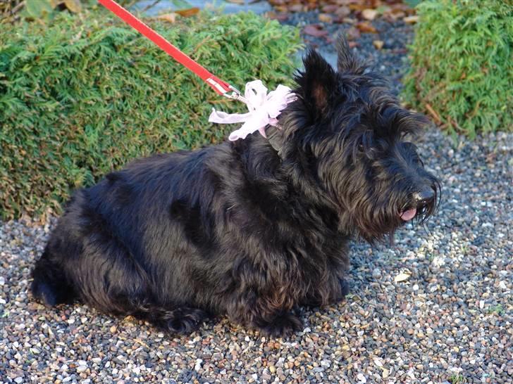 Skotsk terrier Perle (Marielyst's britt) R.I.P - Er jeg ikke bare fin  billede 1
