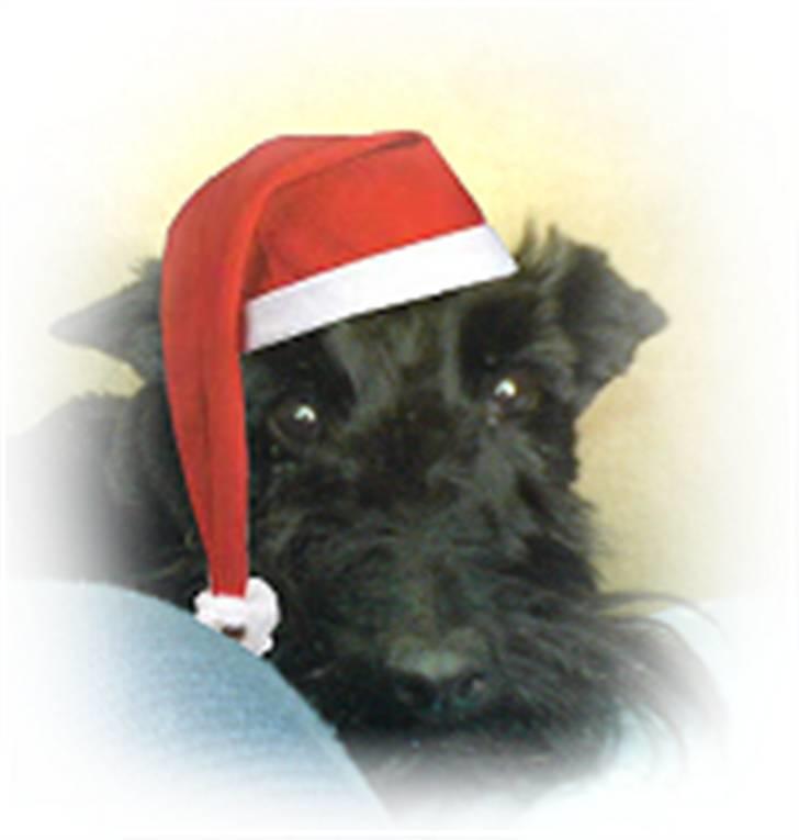 Skotsk terrier Perle (Marielyst's britt) R.I.P - Mon nogen kan se jeg ikke er en rigtig nisse ? :) billede 2