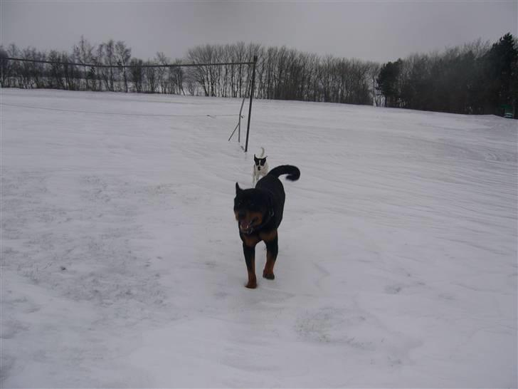 Rottweiler Zar<3 "kræft"(R.I.P)<'3 - Zar i snen billede 6