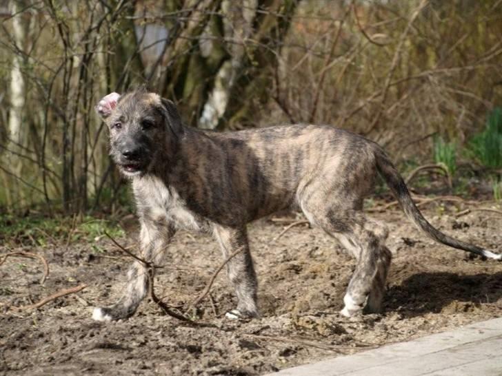 Irsk ulvehund Azimut - Grrouff...jeg er en farlig fyr i haven (11 uger, Foto: Tina Strunge) billede 7