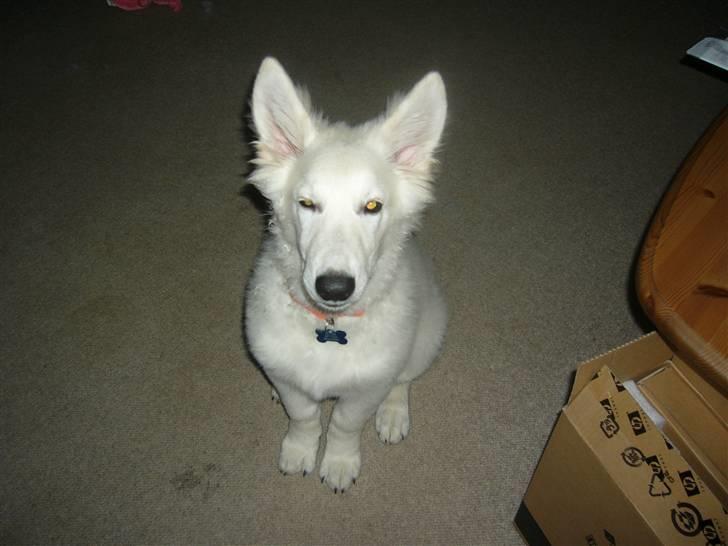 Hvid schæfer Silver billede 5