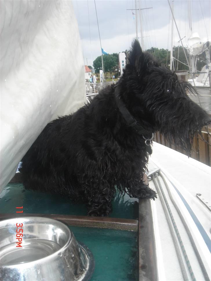 Skotsk terrier Perle (Marielyst's britt) R.I.P - Ja, det er så MIN båd :D  billede 4