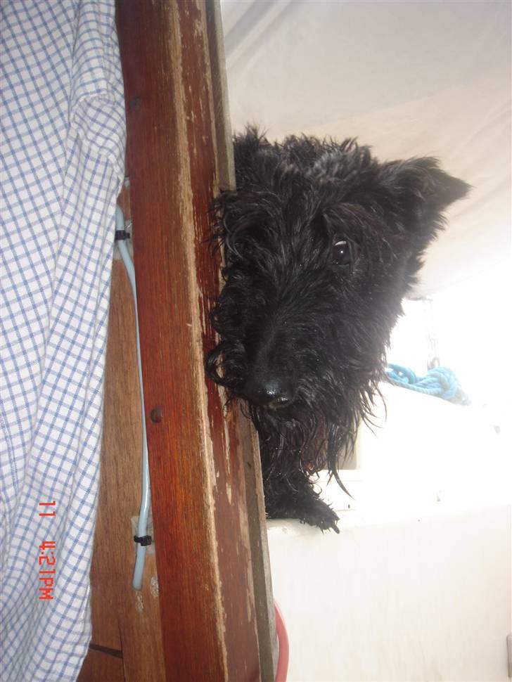 Skotsk terrier Perle (Marielyst's britt) R.I.P - Mon nogen ser mig hvis jeg smuge kigger?  billede 5