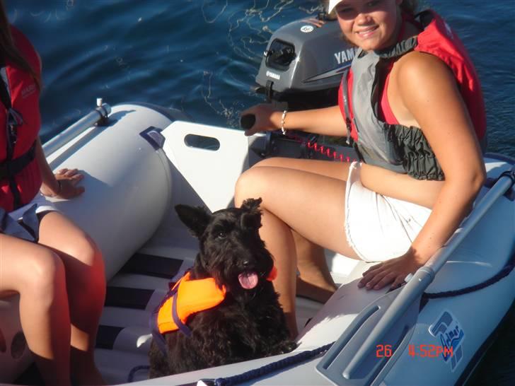 Skotsk terrier Perle (Marielyst's britt) R.I.P - jubii ! jeg måtte godt få en tur billede 6