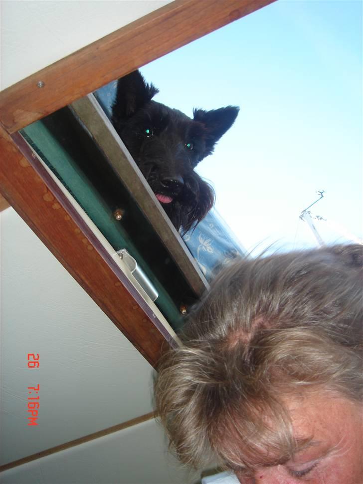 Skotsk terrier Perle (Marielyst's britt) R.I.P - HA HA , jeg rækker tunge ad dem billede 7