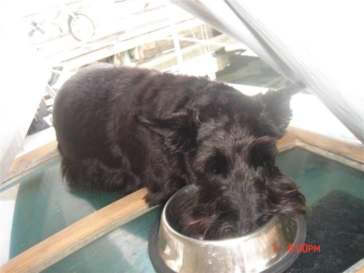 Skotsk terrier Perle (Marielyst's britt) R.I.P - Det er dejligt af få kølet næsen i vandet  billede 8