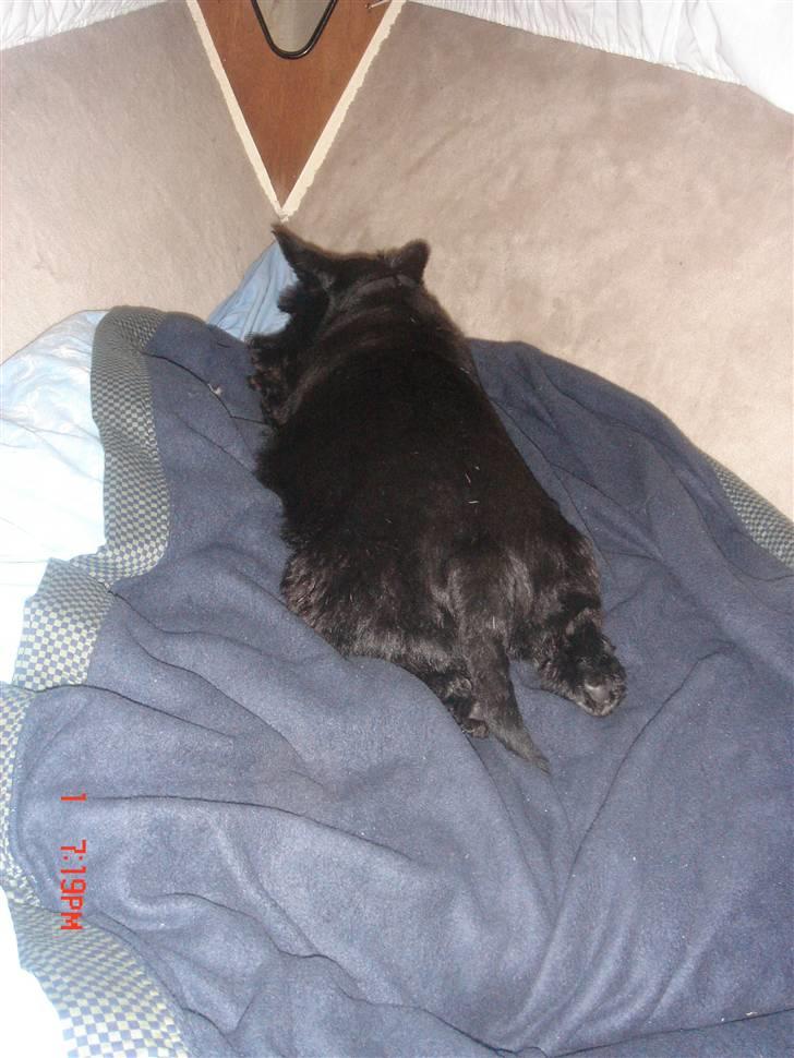 Skotsk terrier Perle (Marielyst's britt) R.I.P - Her er jeg nok helt alene... billede 9