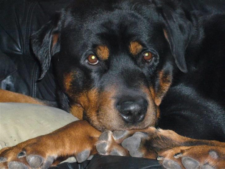 Rottweiler Zar<3 "kræft"(R.I.P)<'3 - så smuk billede 2