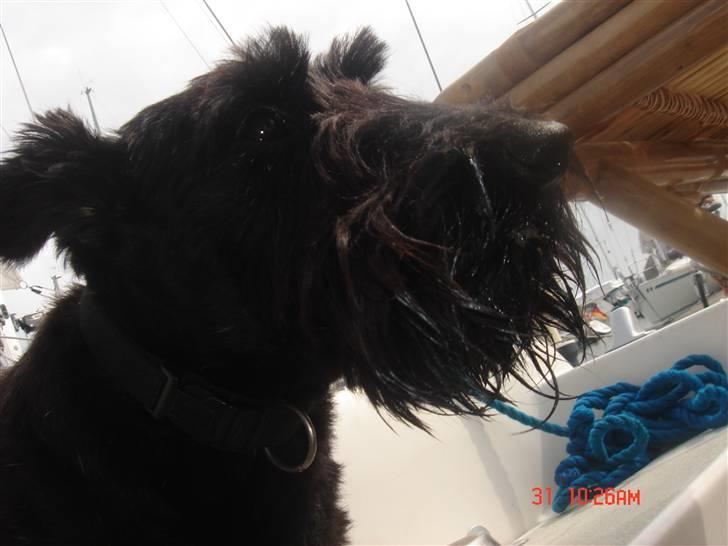 Skotsk terrier Perle (Marielyst's britt) R.I.P - jeg hader at få taget billeder !! billede 10