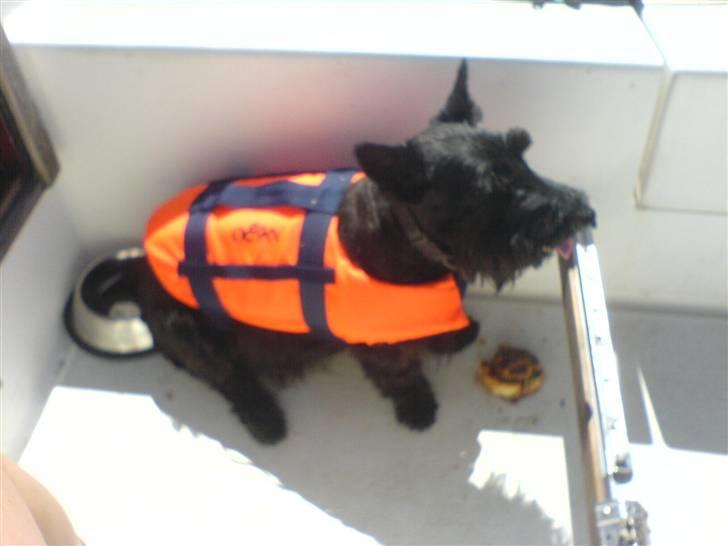 Skotsk terrier Perle (Marielyst's britt) R.I.P - det er godt nok varmt med den på, så jeg køler lige halen billede 11