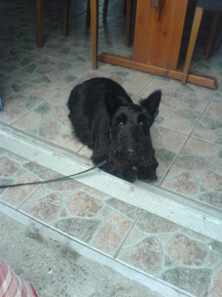 Skotsk terrier Perle (Marielyst's britt) R.I.P - Skal man absorlut altid ligge ude bare fordi man er hund?? jeg gider i hvert fald ikke.  billede 12