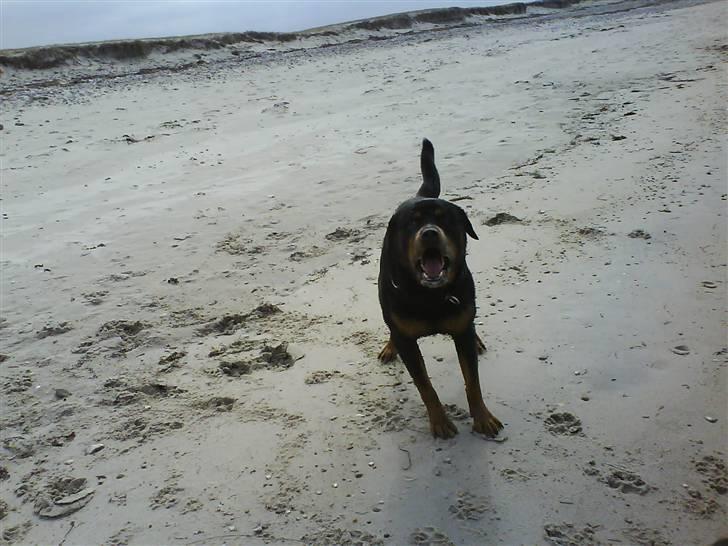 Rottweiler Zar<3 "kræft"(R.I.P)<'3 billede 7