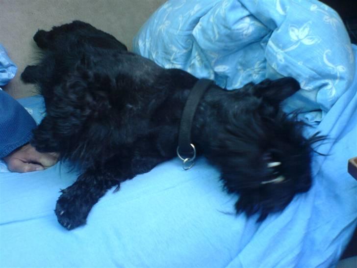 Skotsk terrier Perle (Marielyst's britt) R.I.P - Godmorgen og her fylder jeg altså  billede 13