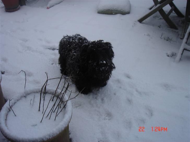 Skotsk terrier Perle (Marielyst's britt) R.I.P - Er jeg ikke sød når det sneer ? billede 14