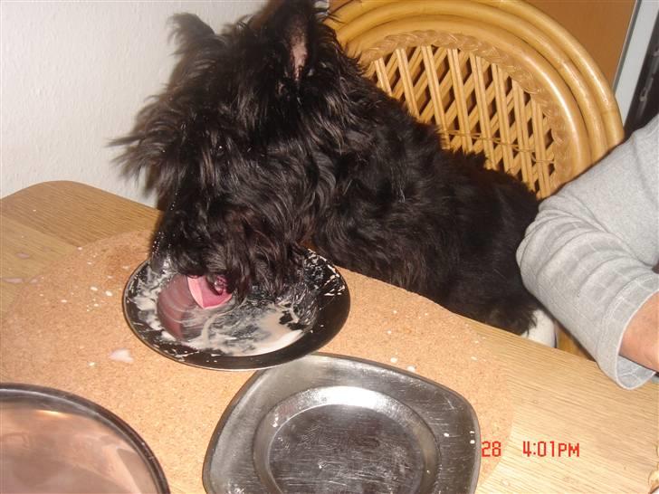 Skotsk terrier Perle (Marielyst's britt) R.I.P - Når det er min fødselsdag må jeg lige hvad jeg vil :D  billede 15