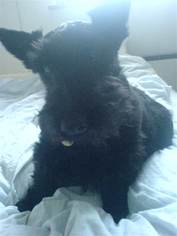 Skotsk terrier Perle (Marielyst's britt) R.I.P - Jeg kan altså godt stritte med ørene  billede 16
