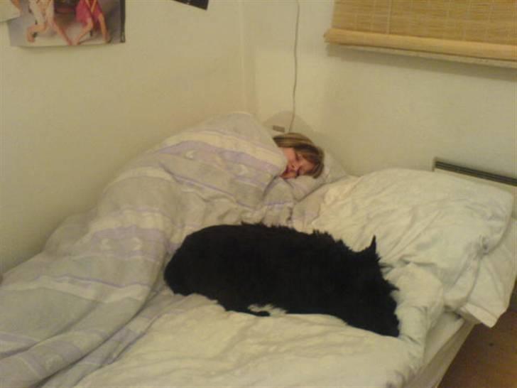 Skotsk terrier Perle (Marielyst's britt) R.I.P - er der nogen der skulle ligge her? billede 17