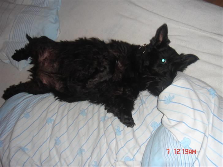 Skotsk terrier Perle (Marielyst's britt) R.I.P - Jeg har intaget min plads  billede 18