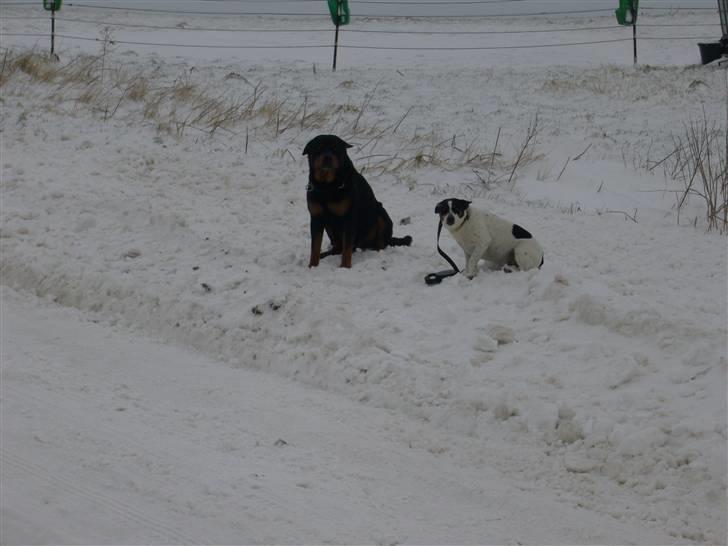 Rottweiler Zar<3 "kræft"(R.I.P)<'3 - basse og den anden hund hos min mor zjang billede 8