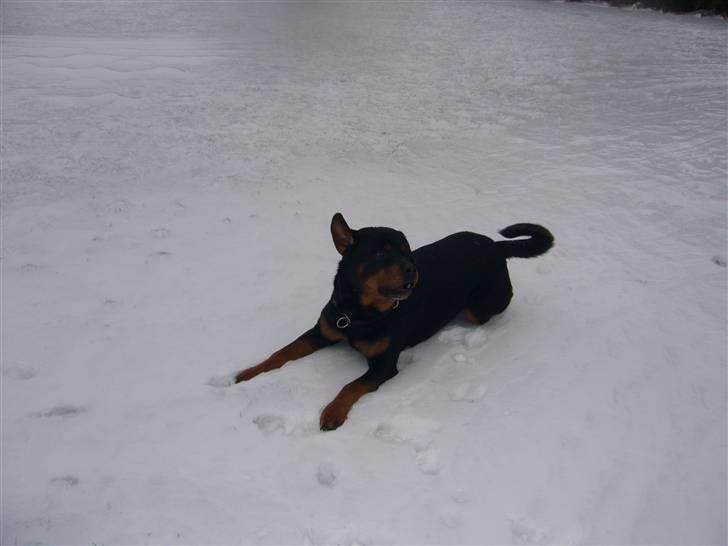 Rottweiler Zar<3 "kræft"(R.I.P)<'3 billede 9