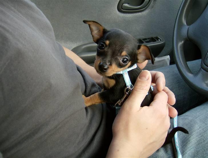 Prazsky krysarik Mick billede 1