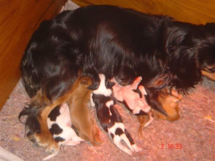 Cavalier king charles spaniel ladi - her er mine små babyer er de ikke søde billede 8