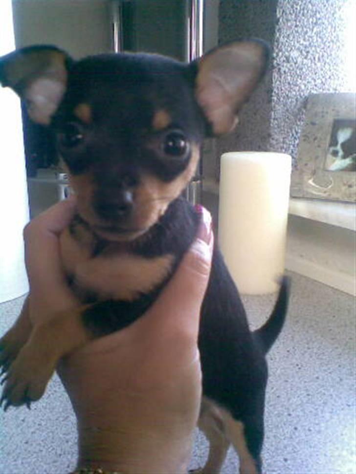 Prazsky krysarik Mick billede 2