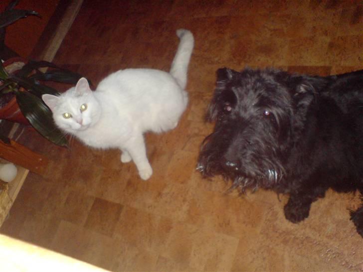 Skotsk terrier Perle (Marielyst's britt) R.I.P - Det er min nye veninde, er hun ikke sød? og nej jeg er ikke ved at få grå hård jeg har bare været med til at male :)  billede 19