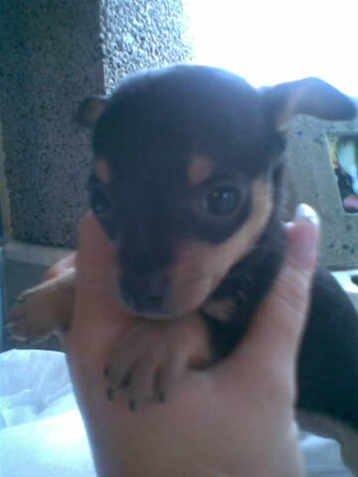 Prazsky krysarik Mick billede 3