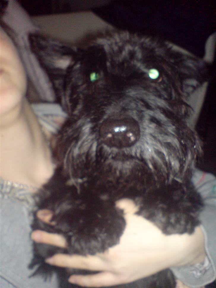 Skotsk terrier Perle (Marielyst's britt) R.I.P - Det er mig, kan i alle se mig ? =)  billede 20