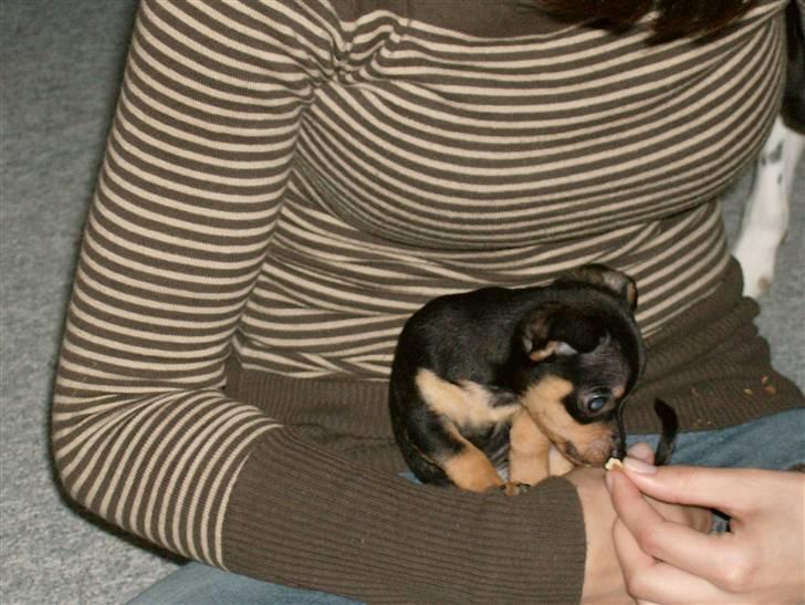 Prazsky krysarik Mick billede 4