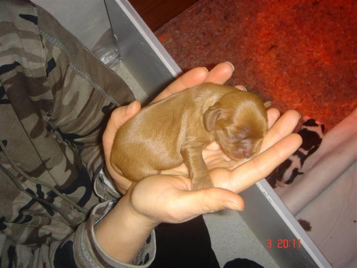 Cavalier king charles spaniel ladi - den først fødte en lille ruby billede 9